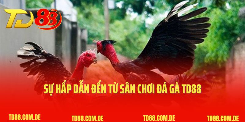 Sự hấp dẫn đến từ sân chơi đá gà TD88